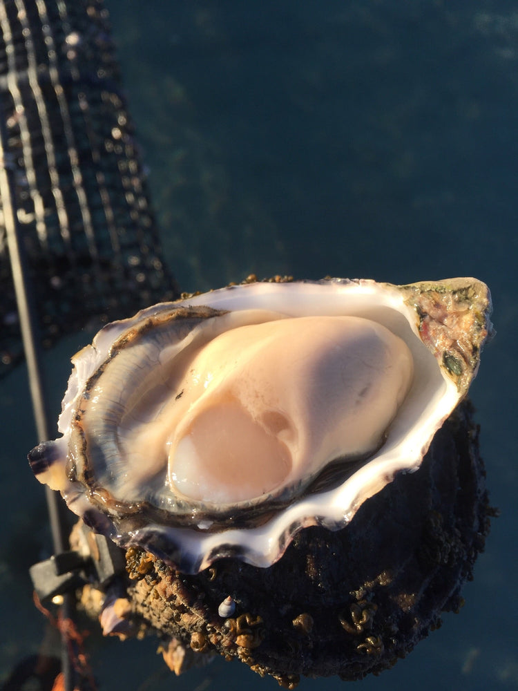 SIGNATURE OYSTER CLUB - Large Pacifics