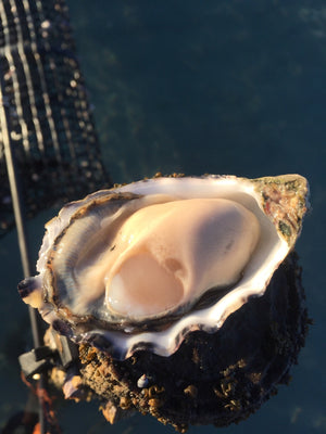 
                  
                    Load image into Gallery viewer, SIGNATURE OYSTER CLUB - Large Pacifics
                  
                